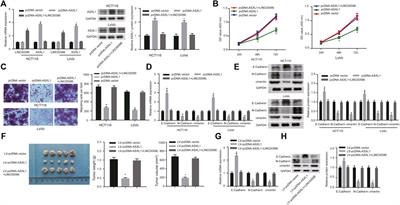 LINC00586 Represses ASXL1 Expression Thus Inducing Epithelial-To-Mesenchymal Transition of Colorectal Cancer Cells Through LSD1-Mediated H3K4me2 Demethylation